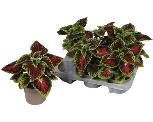 Plante Coleus în ghivece și suport