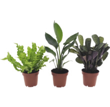 Trei plante de interior în ghivece
