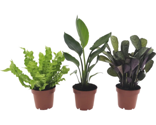 Trei plante de interior în ghivece