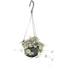 Plantă suspendată cu frunze în formă de inimă într-un ghiveci cu dispozitiv de suspendare