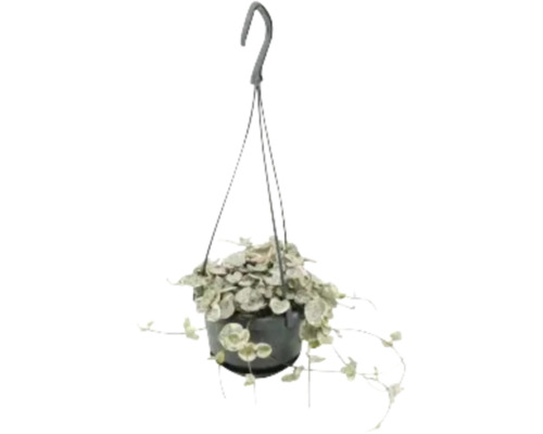 Plantă suspendată cu frunze în formă de inimă într-un ghiveci cu dispozitiv de suspendare