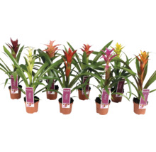 Mai multe bromelii în ghivece cu inflorescențe de diferite culori