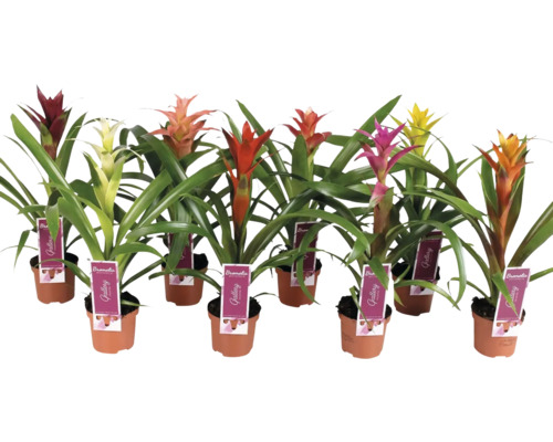 Mai multe bromelii în ghivece cu inflorescențe de diferite culori