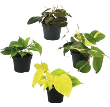 Patru plante de interior din genul Philodendron în ghivece