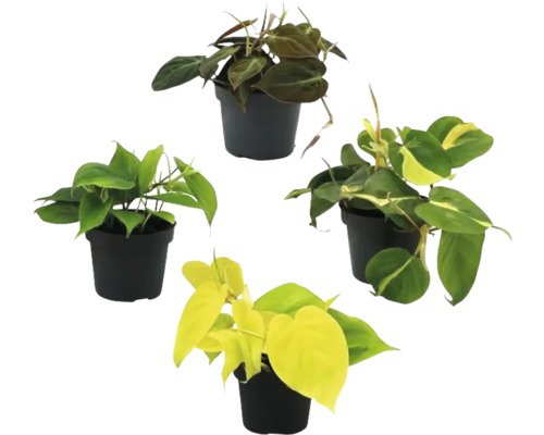 Patru plante de interior din genul Philodendron în ghivece