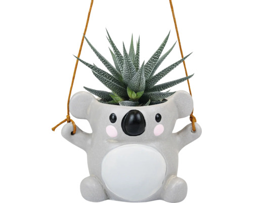 Jardiniere suspendată în formă de koala cu plantă suculentă