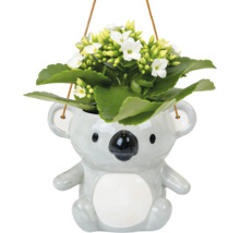 Plantă suspendată cu flori albe în ghiveci tip koala
