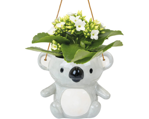Plantă suspendată cu flori albe în ghiveci tip koala