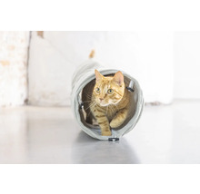 O pisică trece printr-un tunel pentru pisici.