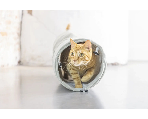 O pisică trece printr-un tunel pentru pisici.