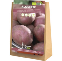 Semințe de cartofi Alouette, ferme și de sezon mediu, 5 kilograme