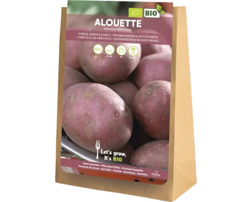 Semințe de cartofi Alouette, ferme și de sezon mediu, 5 kilograme