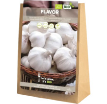 Pachet de semințe cu usturoi din soiul Flavor Allium sativum