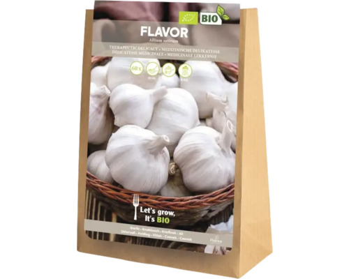 Pachet de semințe cu usturoi din soiul Flavor Allium sativum