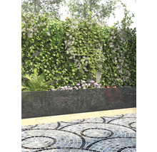 Paravan cu plante cățărătoare în grădină