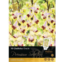 Pachet cu 10 bulbi de gladiol Gladiolus Oracle