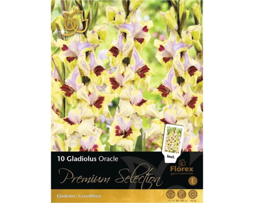 Pachet cu 10 bulbi de gladiol Gladiolus Oracle