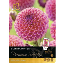 Pachet cu doi Dahlia Caitlin's Joy