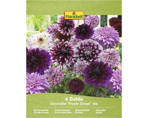 Pachet cu patru dalii decorative amestec 'Purple Dream' de la FloraSelf