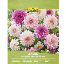 FloraSelf Amestec de dalii decorative Pink Dream, patru bucăți