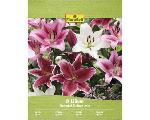 Liliはるか20kg Bulbi de flori FloraSelf liliac oriental Deluxe Mix 8 buc. | HORNBACH