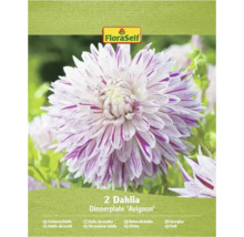 Pachet cu două Dahlia Dinnerplate Avignon