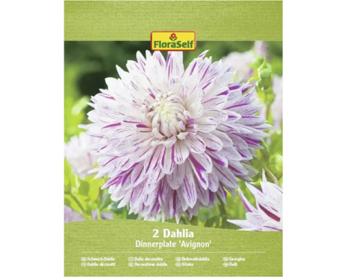 Bulbi de flori FloraSelf dalie Avignon 2 buc. Pachet cu două Dahlia Dinnerplate Avignon