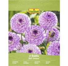 Pachet cu doi dalii sferice de tip 'Genova'.