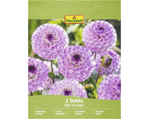 Pachet cu doi dalii sferice de tip 'Genova'.