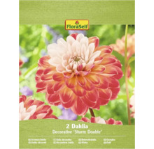 Pachet cu doi dalii decorative Sturm Double