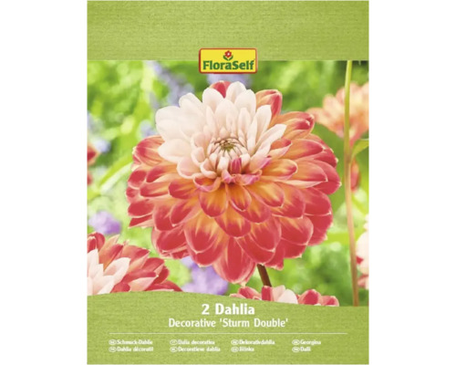 Bulbi de flori FloraSelf dalie Sturm Double 2 buc. Pachet cu doi dalii decorative Sturm Double