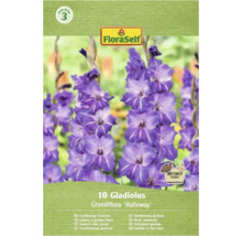 Pachet cu 10 gladiole cu flori mari Grandiflora Halloway