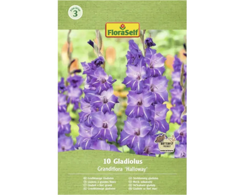 Bulbi de flori FloraSelf gladiole Halloway 10 buc. Pachet cu 10 gladiole cu flori mari Grandiflora Halloway