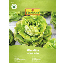 FloraSelf salată verde Attraktion pachet de semințe