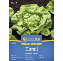 Semințe salată verde Kiepenkerl Humil