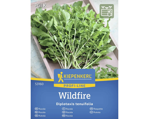 Semințe de Rucola Kiepenkerl Wildfire Pachet semințe rucola Kiepenkerl Wildfire