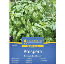 Plantă busuioc Kiepenkerl Prospera