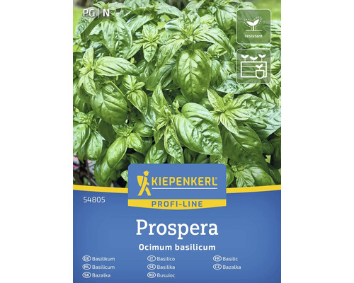 Semințe de busuioc Kiepenkerl Prospera Ocimum basilicum Plantă busuioc Kiepenkerl Prospera