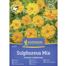 Kiepenkerl Cosmos Sulphureus Mix ambalaj semințe