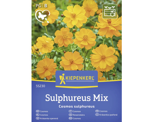 Semințe flori Kiepenkerl Cosmos Sulphureus Mix Kiepenkerl Cosmos Sulphureus Mix ambalaj semințe