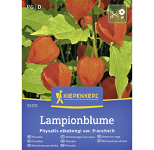 Pachet Physalis alkekengi Kiepenkerl