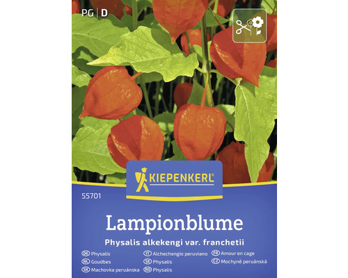 Pachet Physalis alkekengi Kiepenkerl