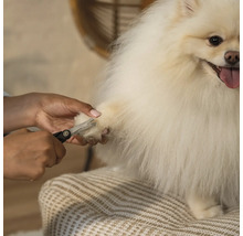 O persoană taie ghearele unui Spitz pitic alb cu o foarfecă de unghii.