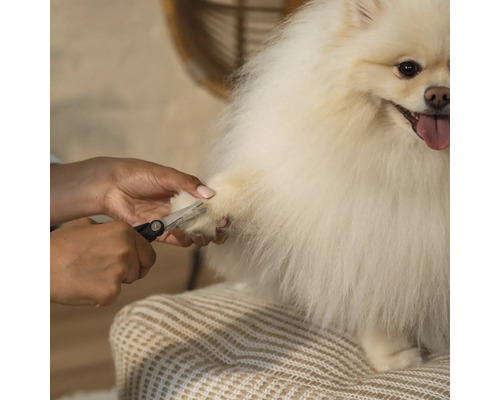 O persoană taie ghearele unui Spitz pitic alb cu o foarfecă de unghii.