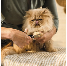 O pisică primește o îngrijire a ghearelor cu o foarfecă de gheare