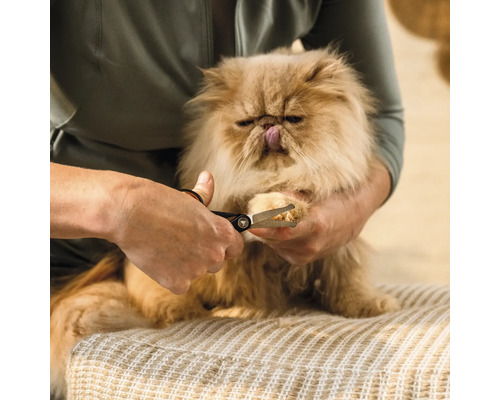 O pisică primește o îngrijire a ghearelor cu o foarfecă de gheare