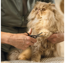 O persoană taie ghearele unei pisici persane cu o foarfecă de gheare