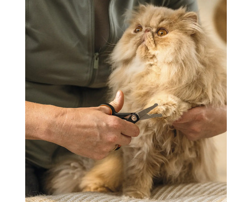 O persoană taie ghearele unei pisici persane cu o foarfecă de gheare