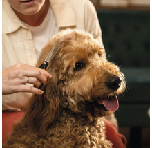 O persoană tunde blana unui câine cu o foarfecă.