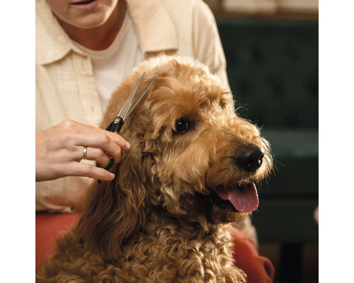 O persoană tunde blana unui câine cu o foarfecă.